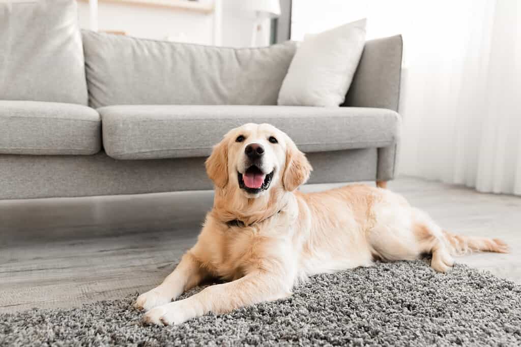 Animale domestico.  Ritratto del primo piano del simpatico cane sdraiato sul tappeto grigio del pavimento all'interno del soggiorno di casa, felice golden retriever che riposa vicino al divano, interno di una casa moderna, spazio di copia gratuito