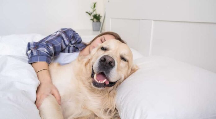 Coccole con un golden retriever