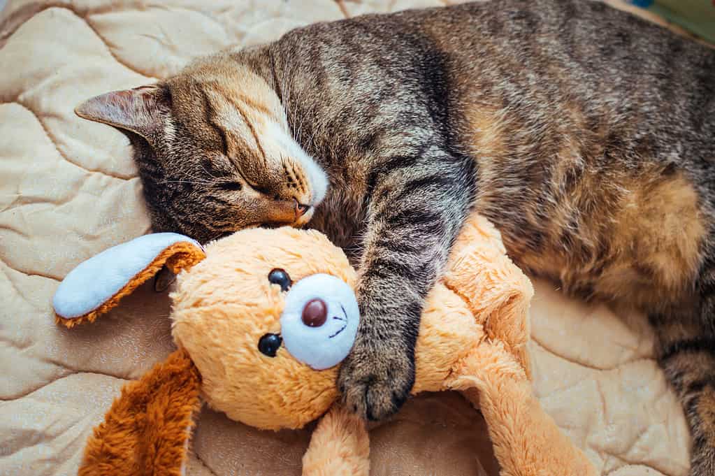 I giocattoli spesso possono distrarre i gatti dall’albero di Natale. 