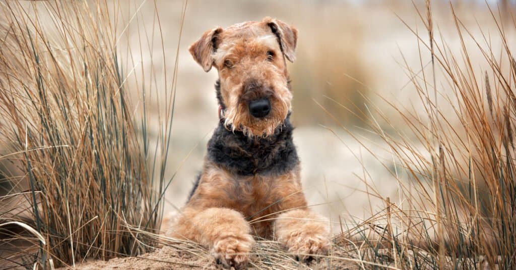 Airedale con le zampe appoggiate davanti