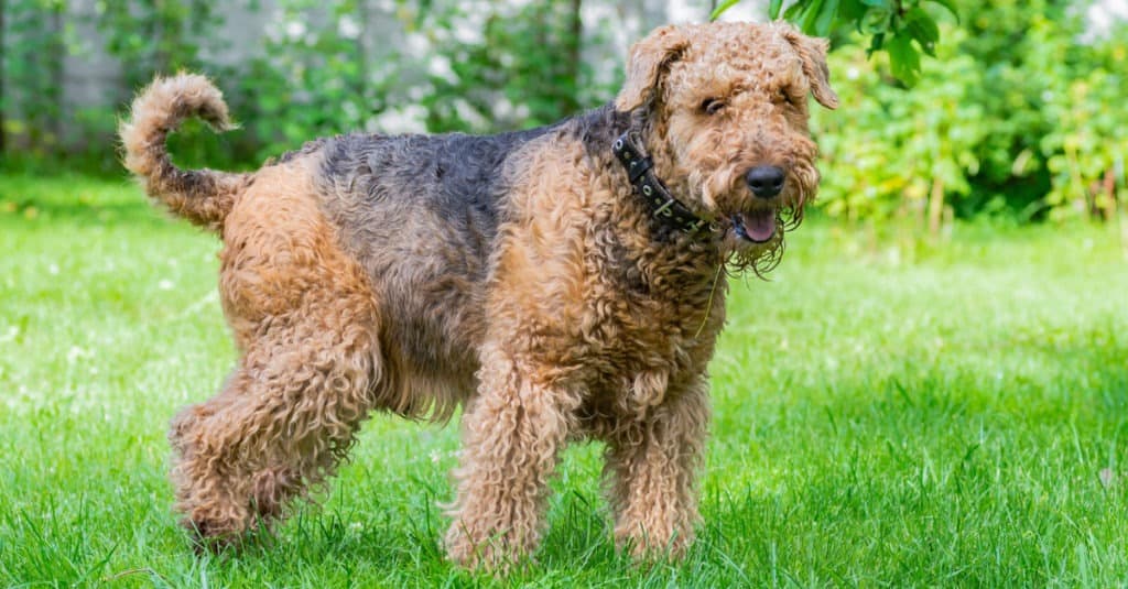 Airedale Terrier nell'erba