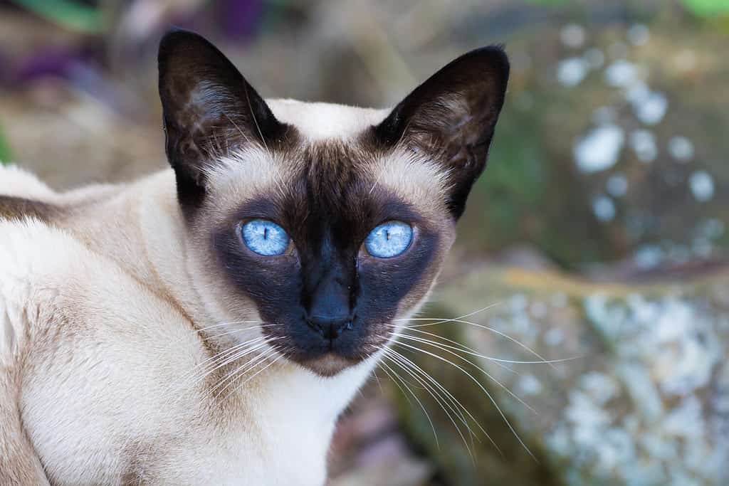 Gatto tonkinese.  È una gatta Tonkinese seal-point con splendidi occhi azzurri