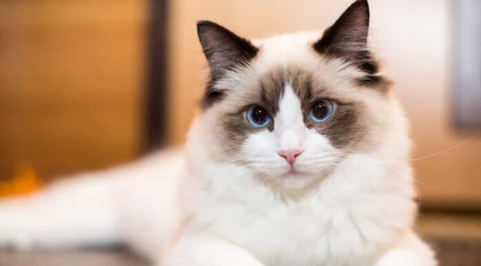 Bellissimo giovane gatto Ragdoll di razza bianca con gli occhi azzurri, a casa.