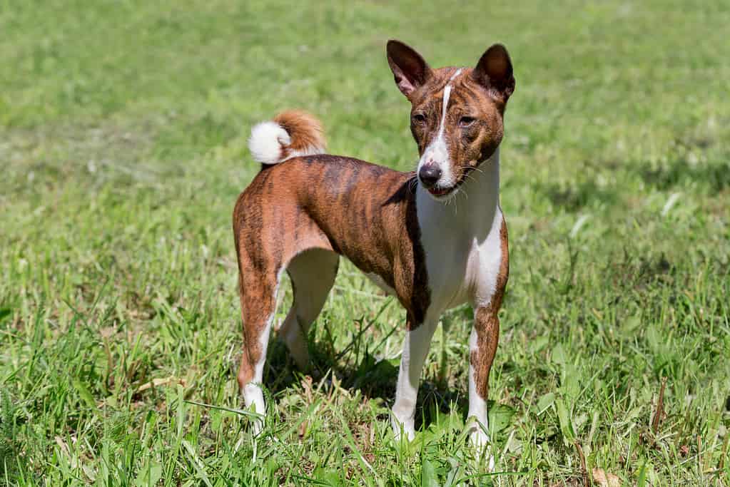 Il simpatico cucciolo basenji tigrato è in piedi su un'erba verde.  Animali domestici.