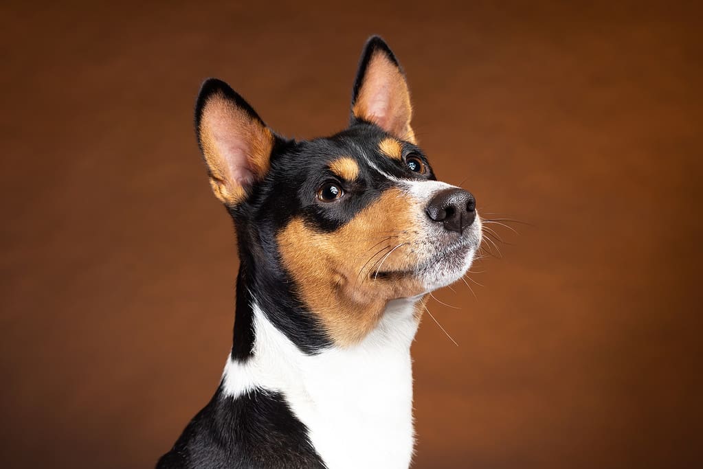 Ritratto del cane africano sorridente della razza basenji su fondo marrone