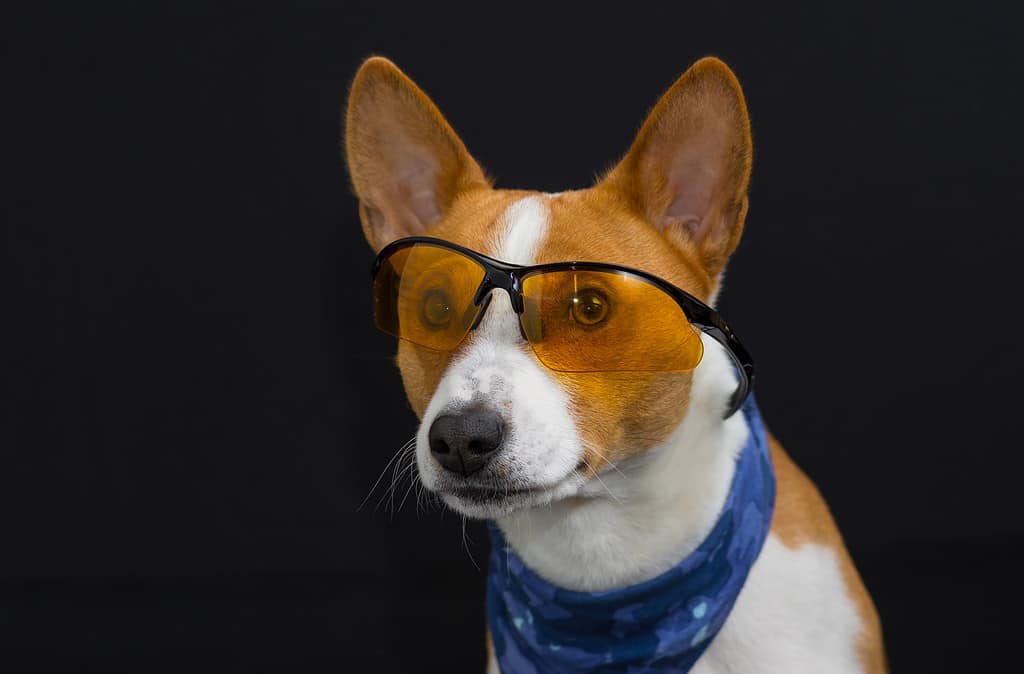 Ritratto di elegante cane basenji che indossa un fazzoletto blu e guarda attraverso occhiali gialli