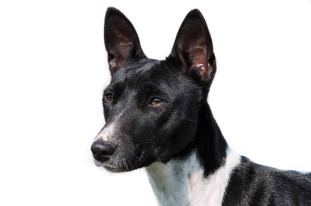 Basenji femmina