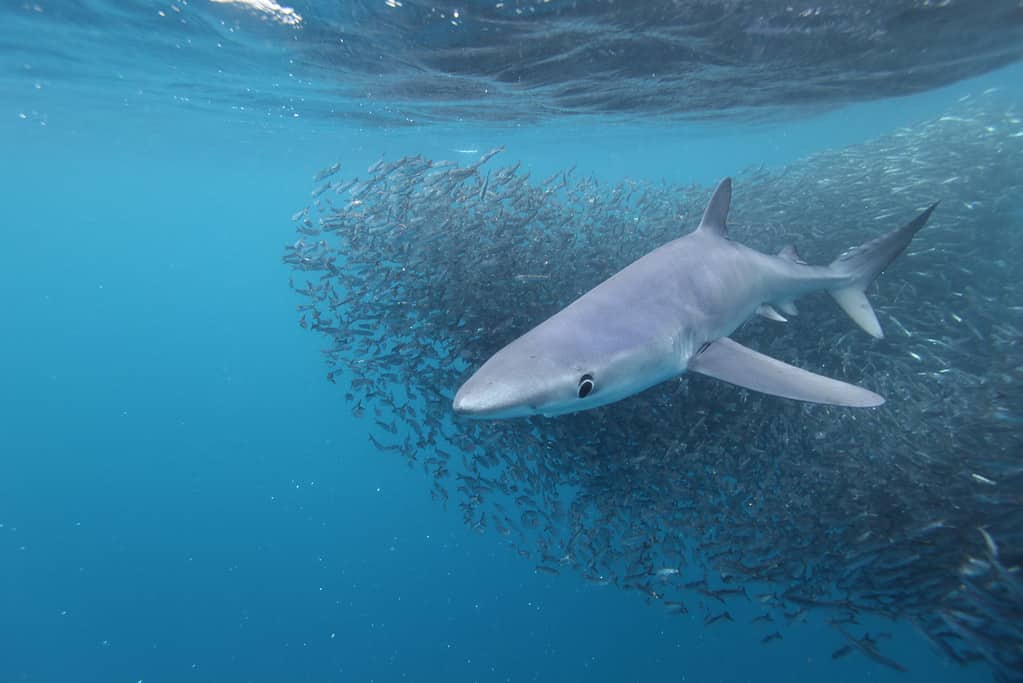 Verdesca, Prionace glauca e baitball di acciughe, Cape Point, Sud Africa, Oceano Atlantico