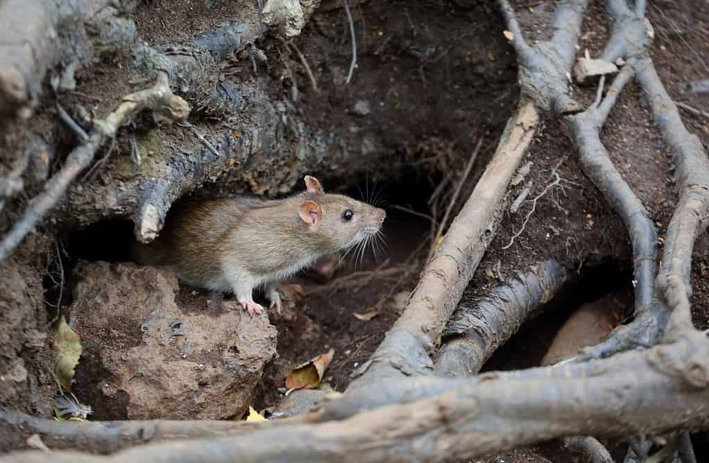 Un topo selvatico striscia fuori da un buco nel terreno sotto le radici di un albero