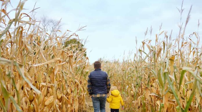 Vista posteriore della famiglia che cammina tra gli steli di mais essiccati in un labirinto di mais.  Il ragazzino e suo padre si divertono alla fiera della zucca in autunno.  Divertimento americano tradizionale sulla fiera della zucca.