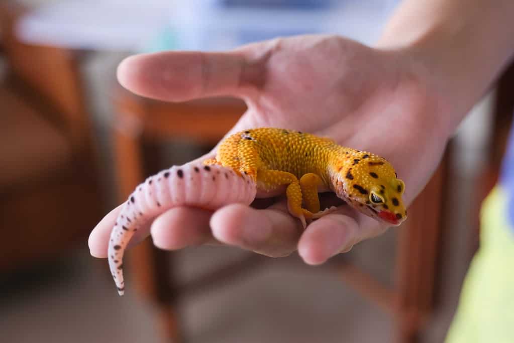 Pelle color mandarino Geco leopardo nel palmo della mano di un uomo
