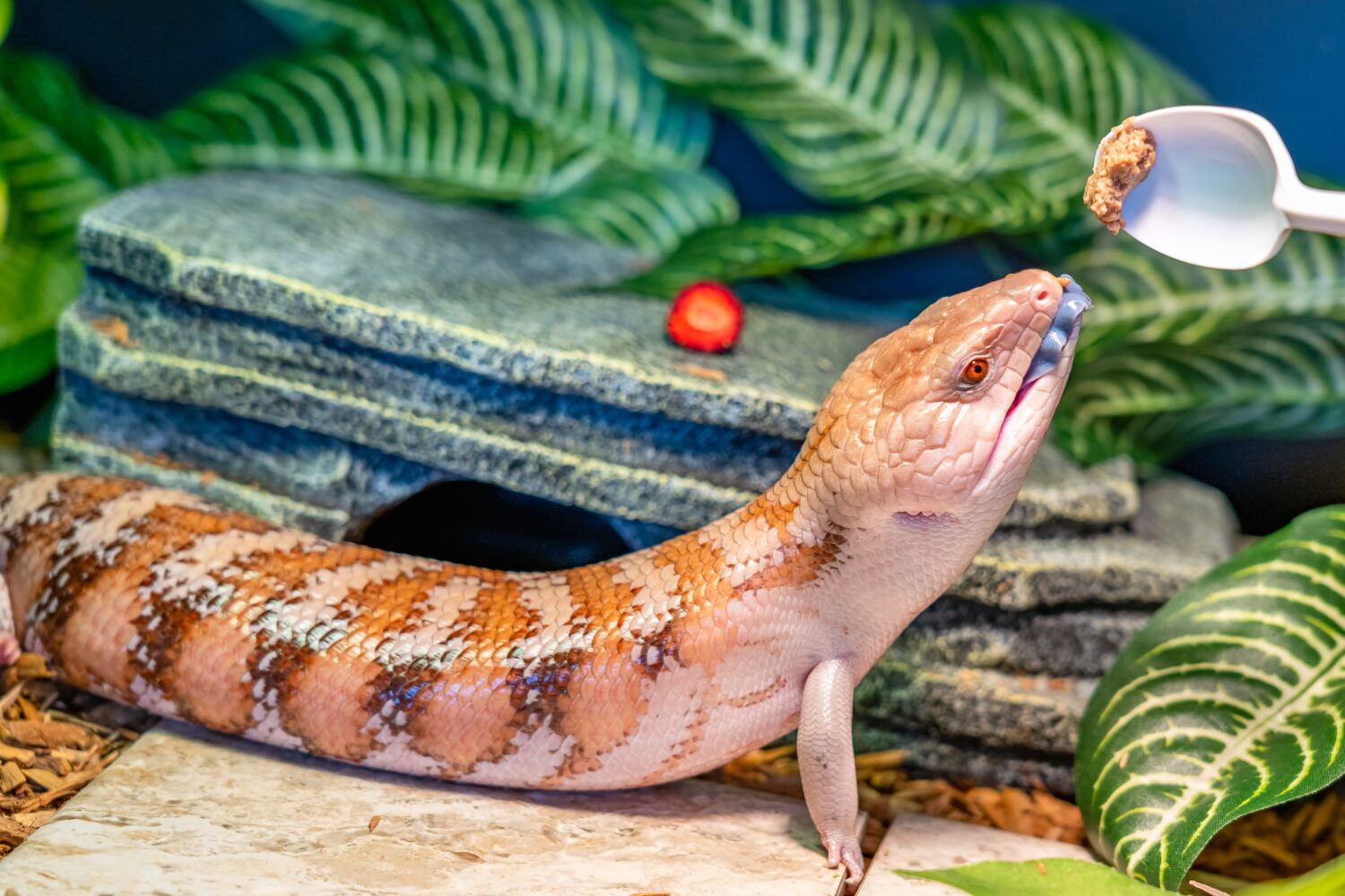 La lucertola Skink (famiglia Scincidae) apre la bocca e mostra una lingua blu mentre si nutre in un terrario.  Gli scinchi sono lucertole popolari da tenere in un terrario domestico con un'insolita lunga lingua blu.