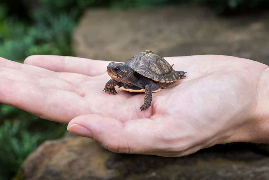 Piccola tartaruga scatola di bosco (Terrapene carolina) tenuta in mano da una persona sopra alcune rocce