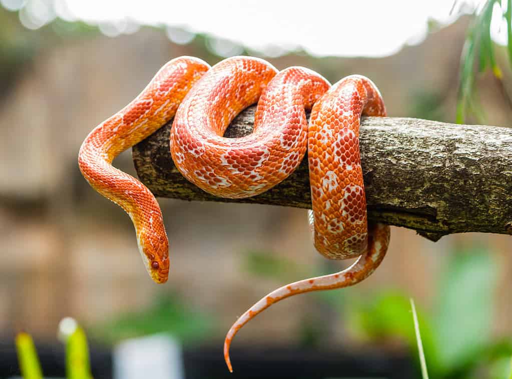 Serpente di mais su un ramo