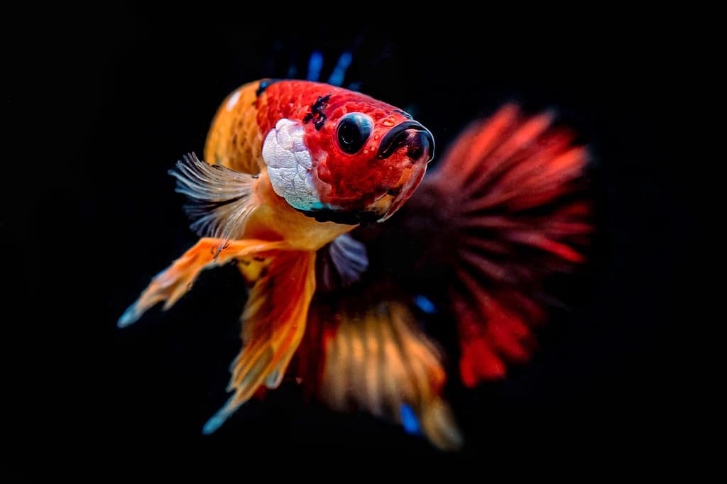 Il Koi Galaxy betta (pesce combattente)