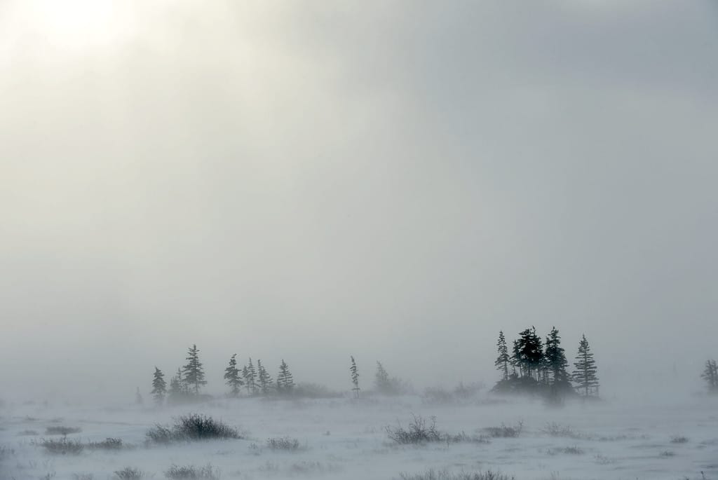 Tempesta di neve nel paesaggio della tundra con alberi.  condizioni di scarsa visibilità dovute a una tempesta di neve nella tundra in primo piano in Canada durante l'inverno