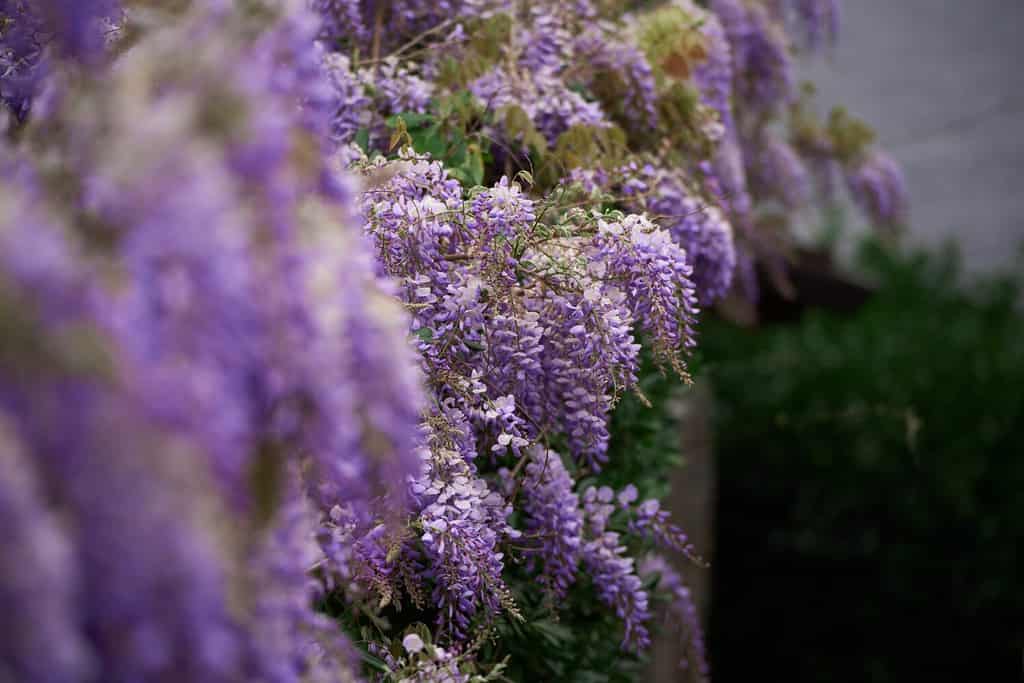 Wisteria sinensis viola in fiore.  Alberi dai fiori viola in Italia.  Il glicine blu cinese è una specie di pianta da fiore della famiglia dei piselli e delle Fabaceae.