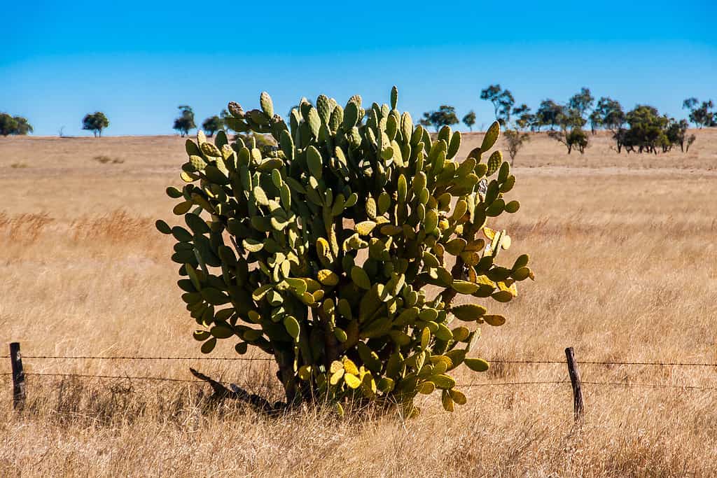 La parola cactus in Australia è gergale per sconfitto, abbattuto o finito. 