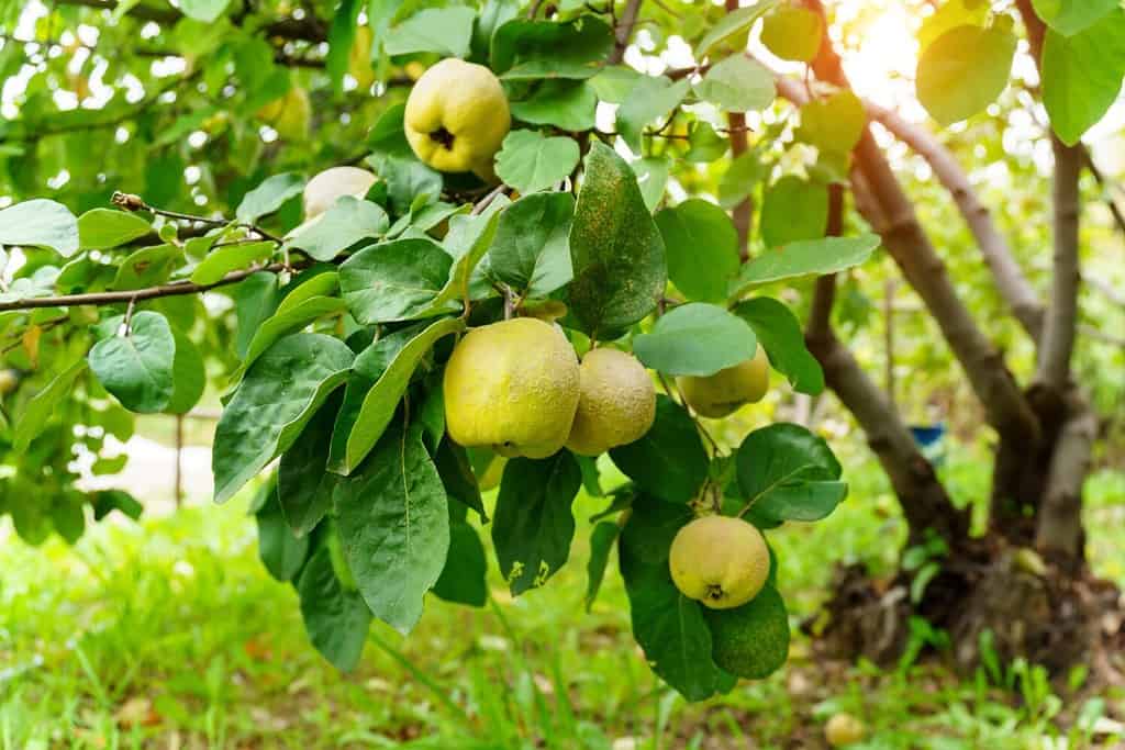 La mela cotogna Cydonia oblonga è un albero a foglie decidue e pomacee.  Raccolto in giardino, messa a fuoco selettiva