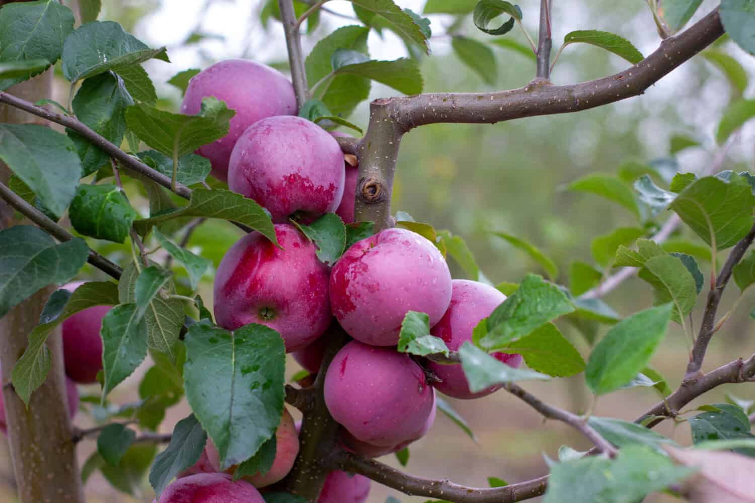 Florina, a volte Querina, varietà invernale di mela fatta in casa, frutto maturo su un ramo coperto di rugiada dalla pioggia.  Vitamine.  Cibo vegetariano.