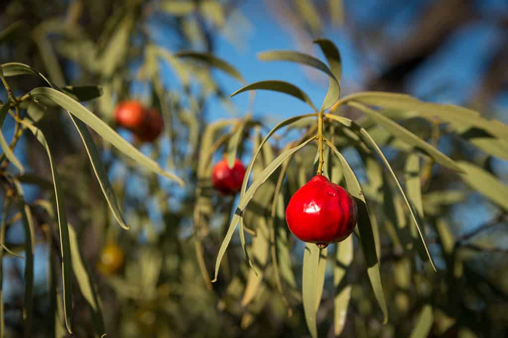 Santalum acuminatum, quandong di pesca del tucker del cespuglio del deserto.  Frutto nativo australiano