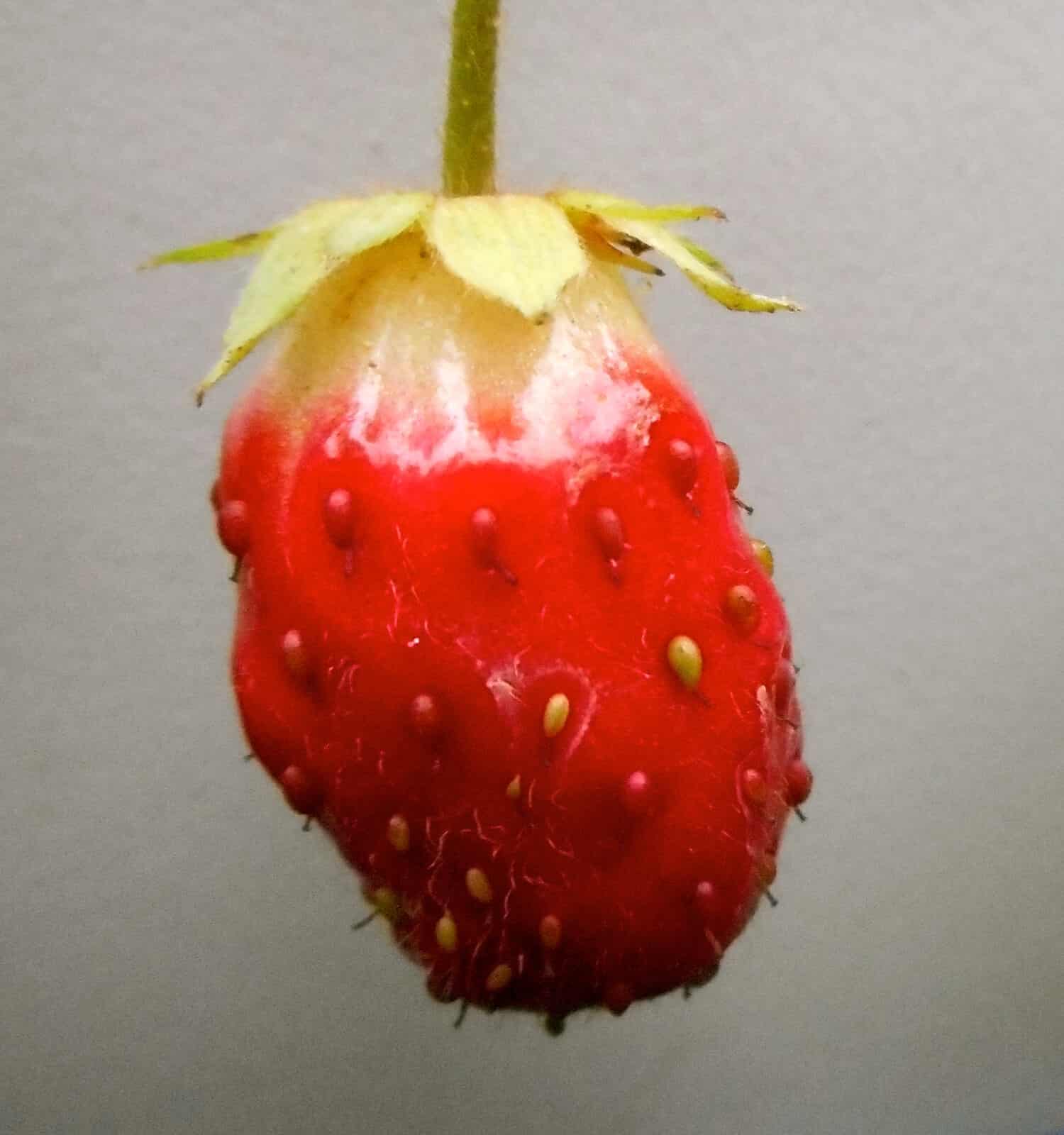 Maturazione della fragola Quinault: non tutte le fragole hanno la stessa forma.  Questo tipo ha frutti piccoli ma molto dolci.