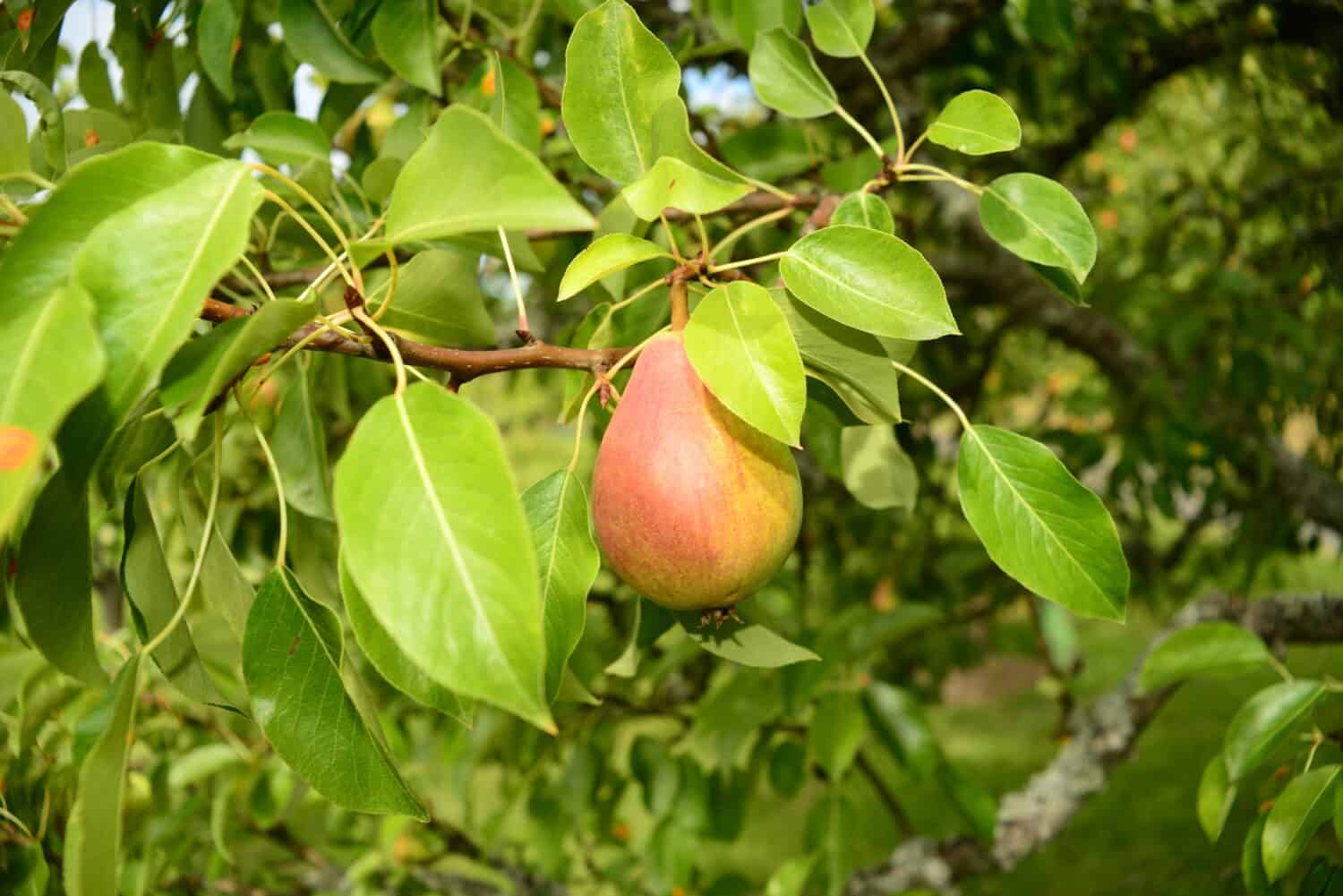 Pyrus communis Clapp's Favorite all'inizio di settembre