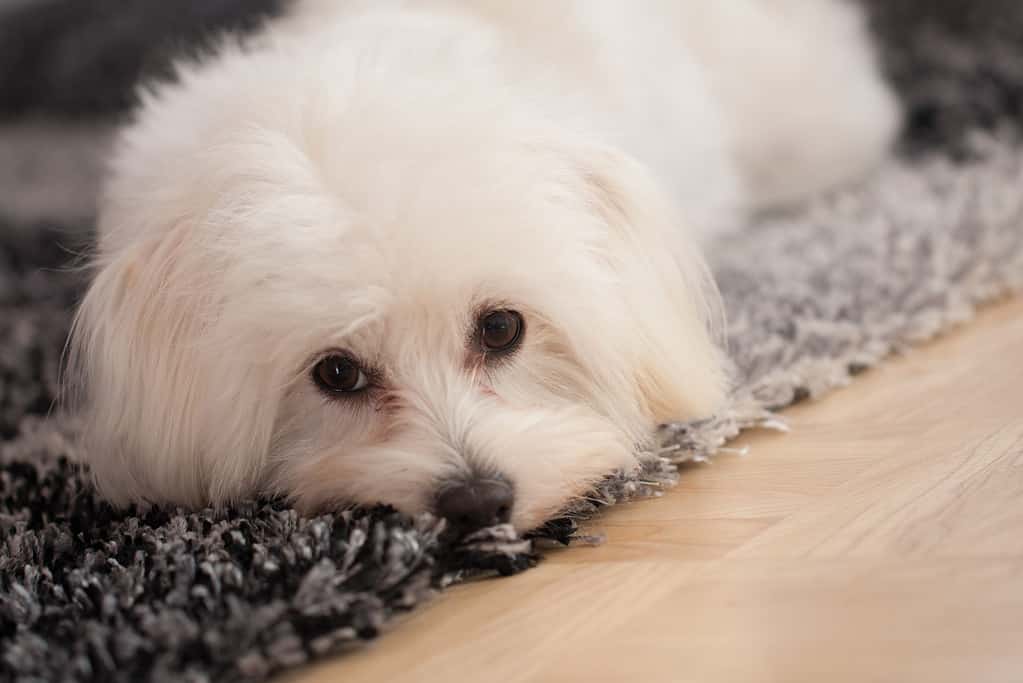 Cane maltese