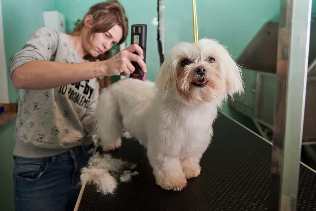 Cane maltese bianco che si taglia i capelli in un salone di toelettatura