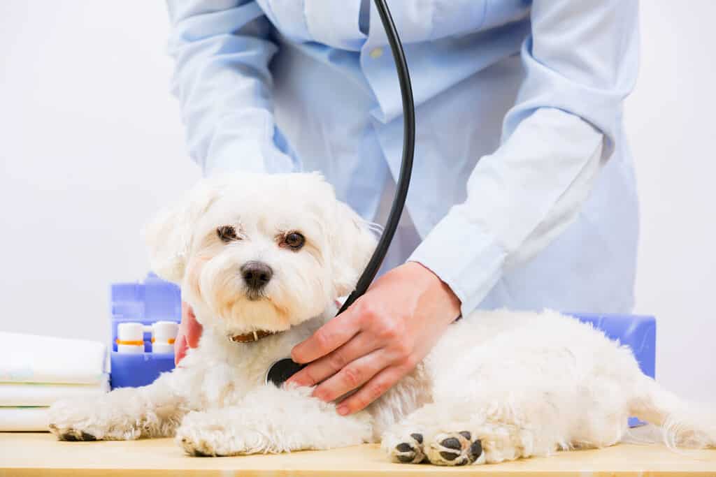 Trattamento veterinario: adorabile cane maltese e veterinario amichevole