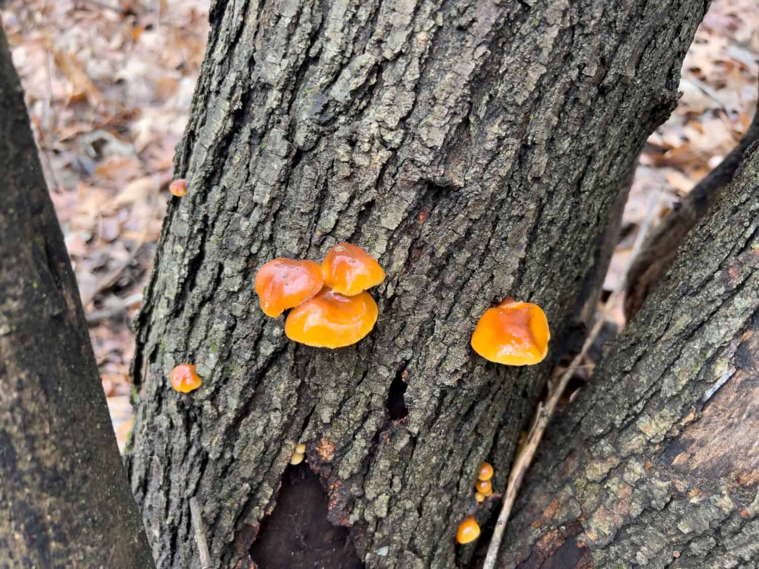 Il fungo miceneo arancione cresce su un albero morto.  Indiana.