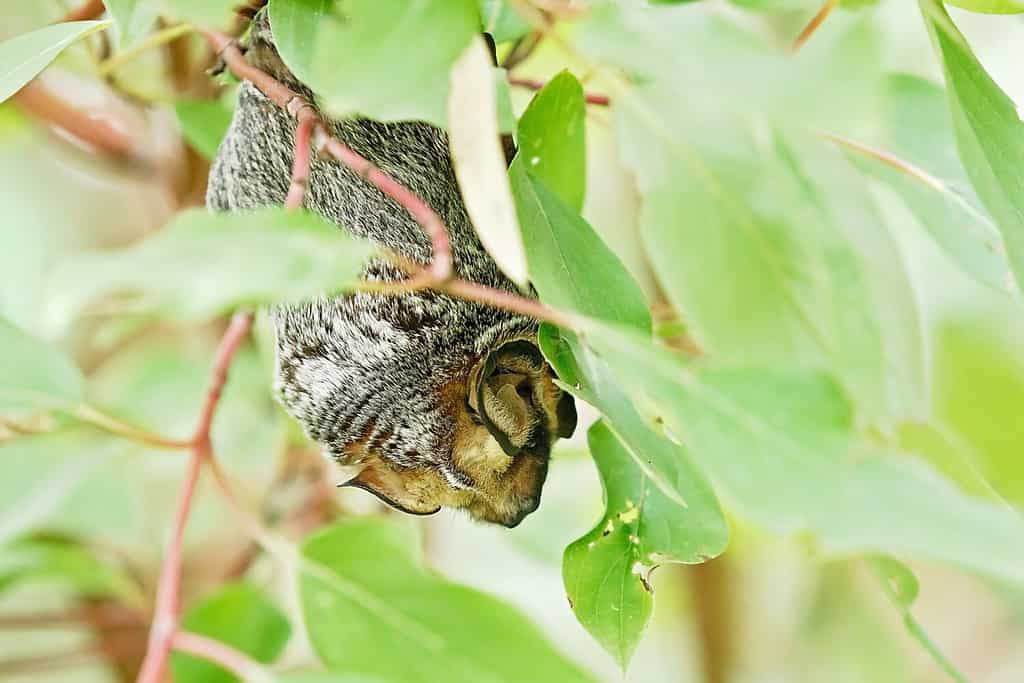 Annoso pipistrello appeso a un arbusto