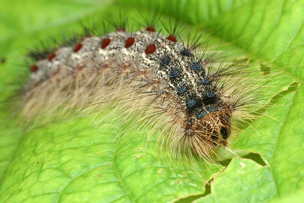 Macro di bruco di falena gypst, di fronte alla telecamera.  È su una foglia verde.  Ci sono cinque paia di punti blu e paia di punti rossi visibili lungo il corpo peloso del bruco.