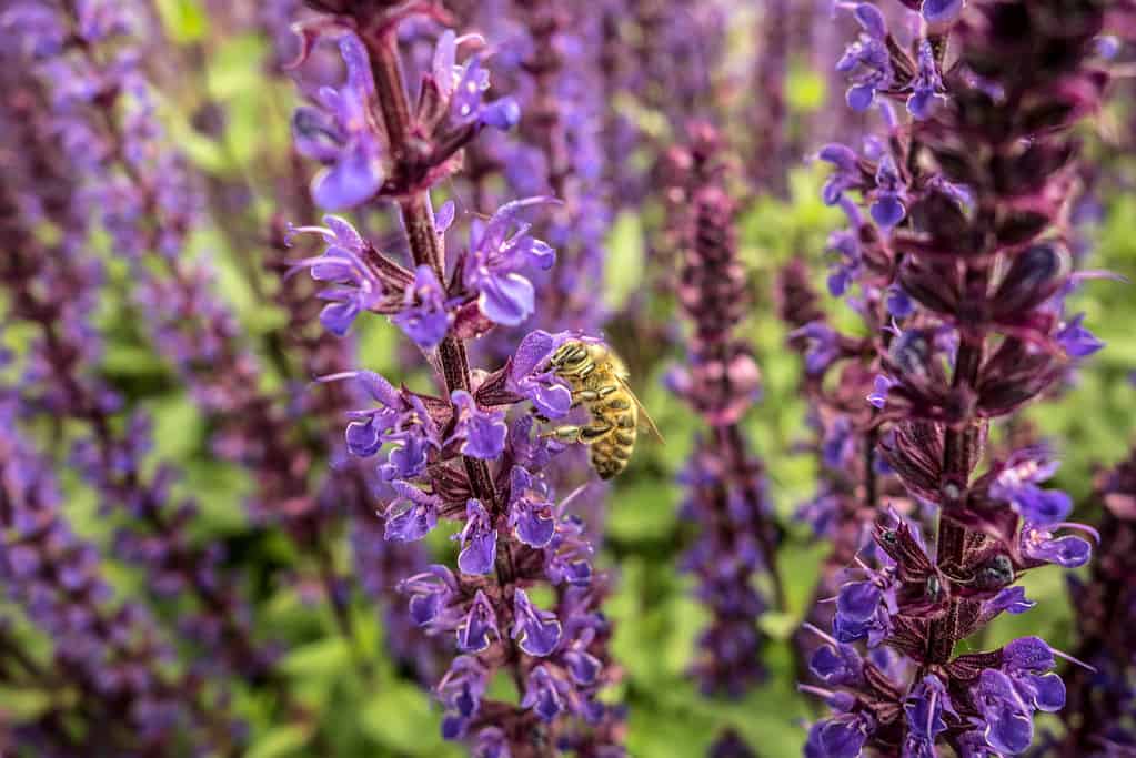 Pianta di lavanda viola in fiore in giardino