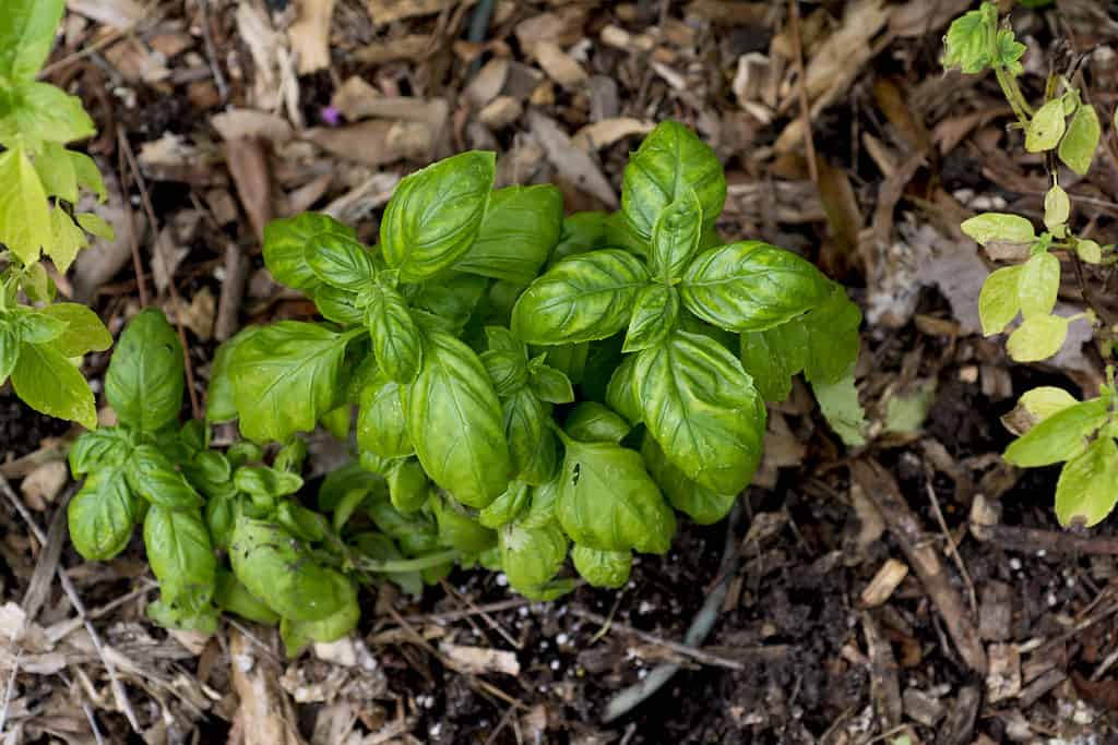 pianta di basilico che cresce nel terreno