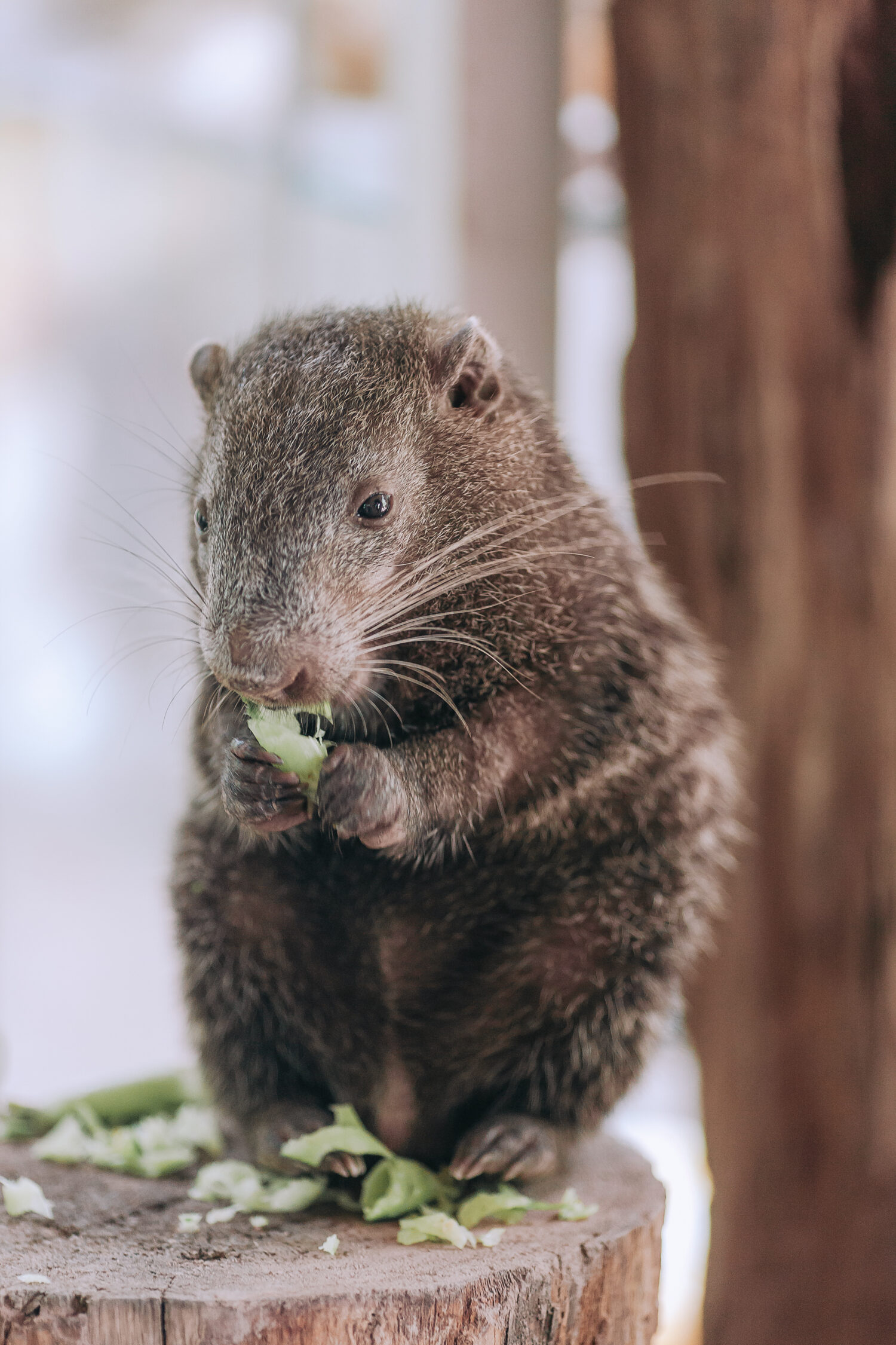 Machetero Il nome scientifico di questo animale è Pacarana ed è una specie in estinzione.