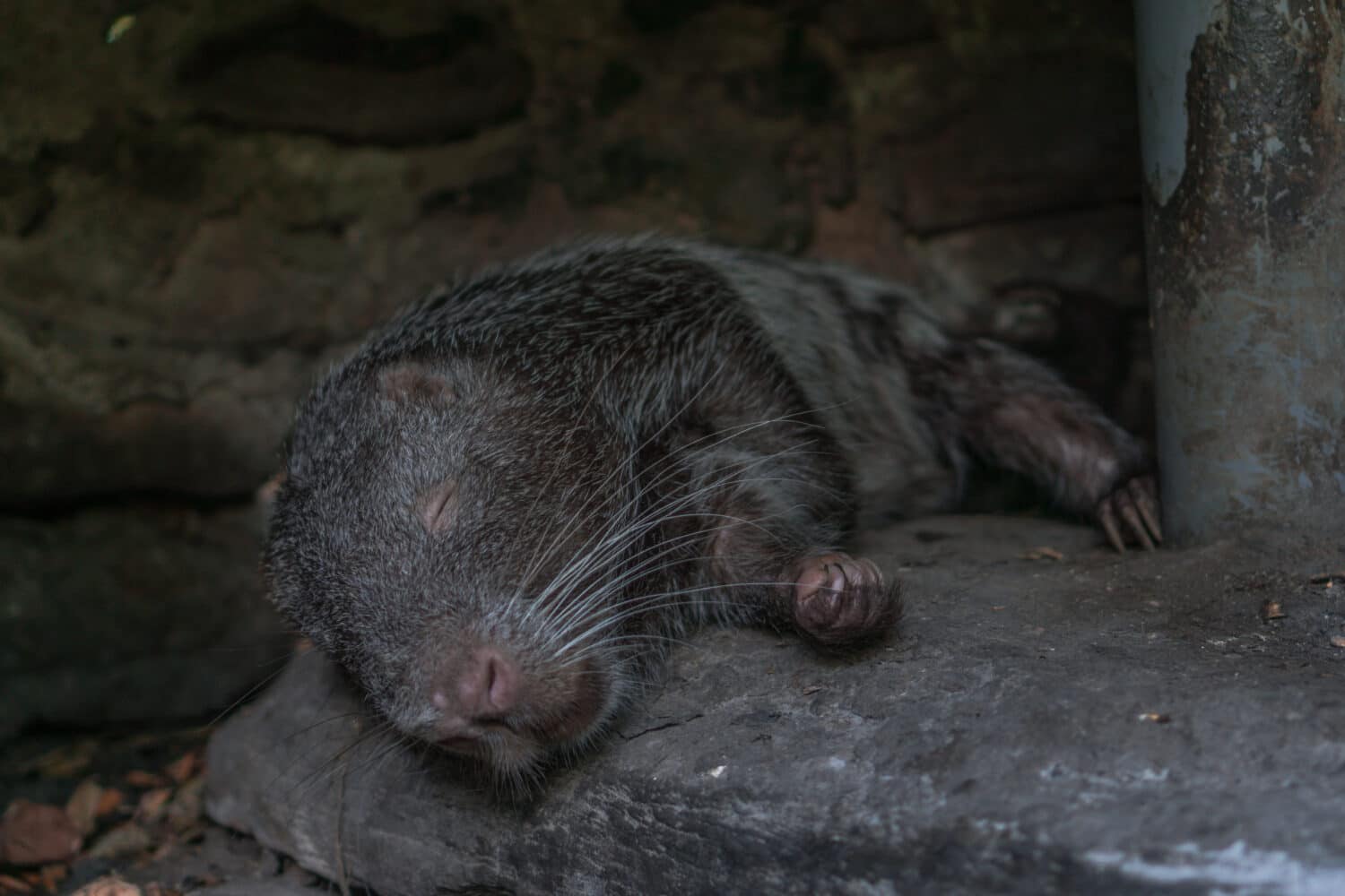 Pacarana dorme durante il giorno.