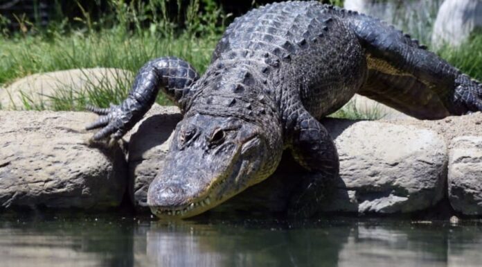 coccodrillo americano contro alligatore americano