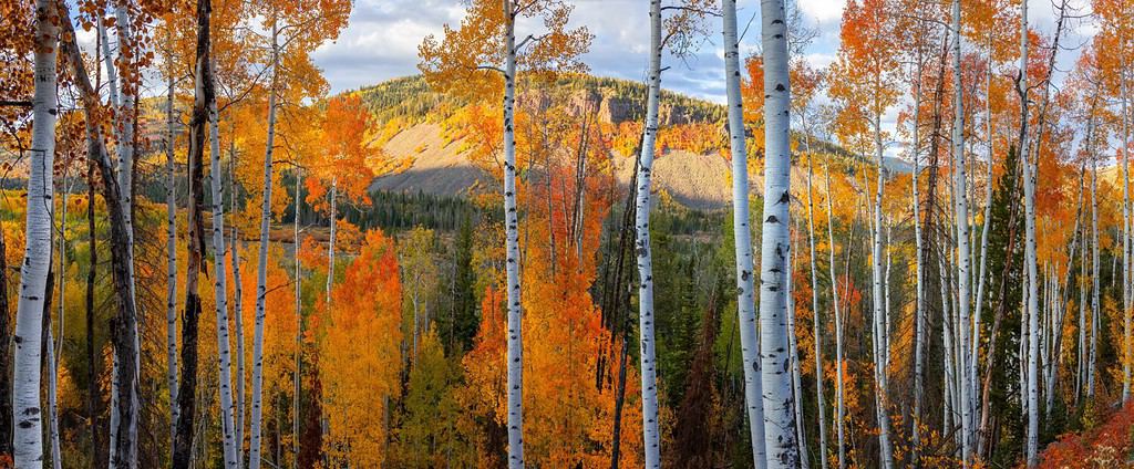 Alti alberi di Aspen nel picco autunnale nella foresta nazionale di Uinta Wasatch Cache nello Utah.