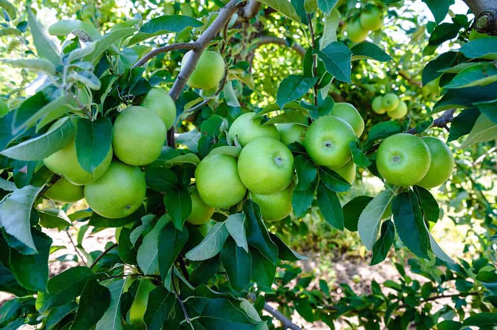 Mele verdi appese all'albero