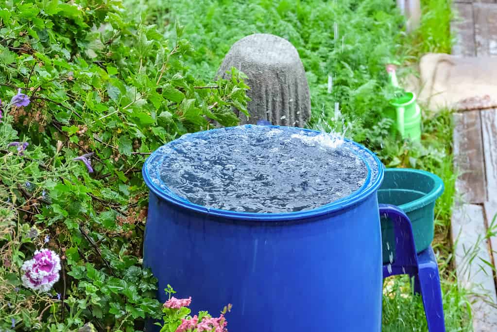 Un barile blu per la raccolta dell'acqua piovana.  Raccolta dell'acqua piovana in un contenitore di plastica.  Raccolta dell'acqua piovana per l'irrigazione del giardino.  Raccolta ecologica delle acque per l'irrigazione delle colture.