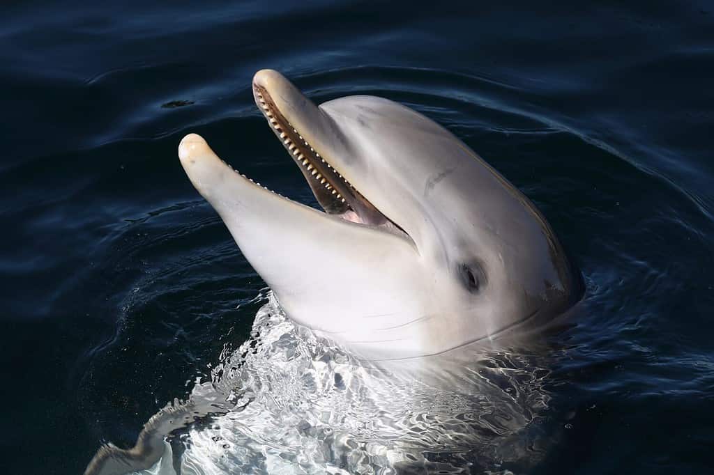 Un delfino tursiope comune che è giocoso