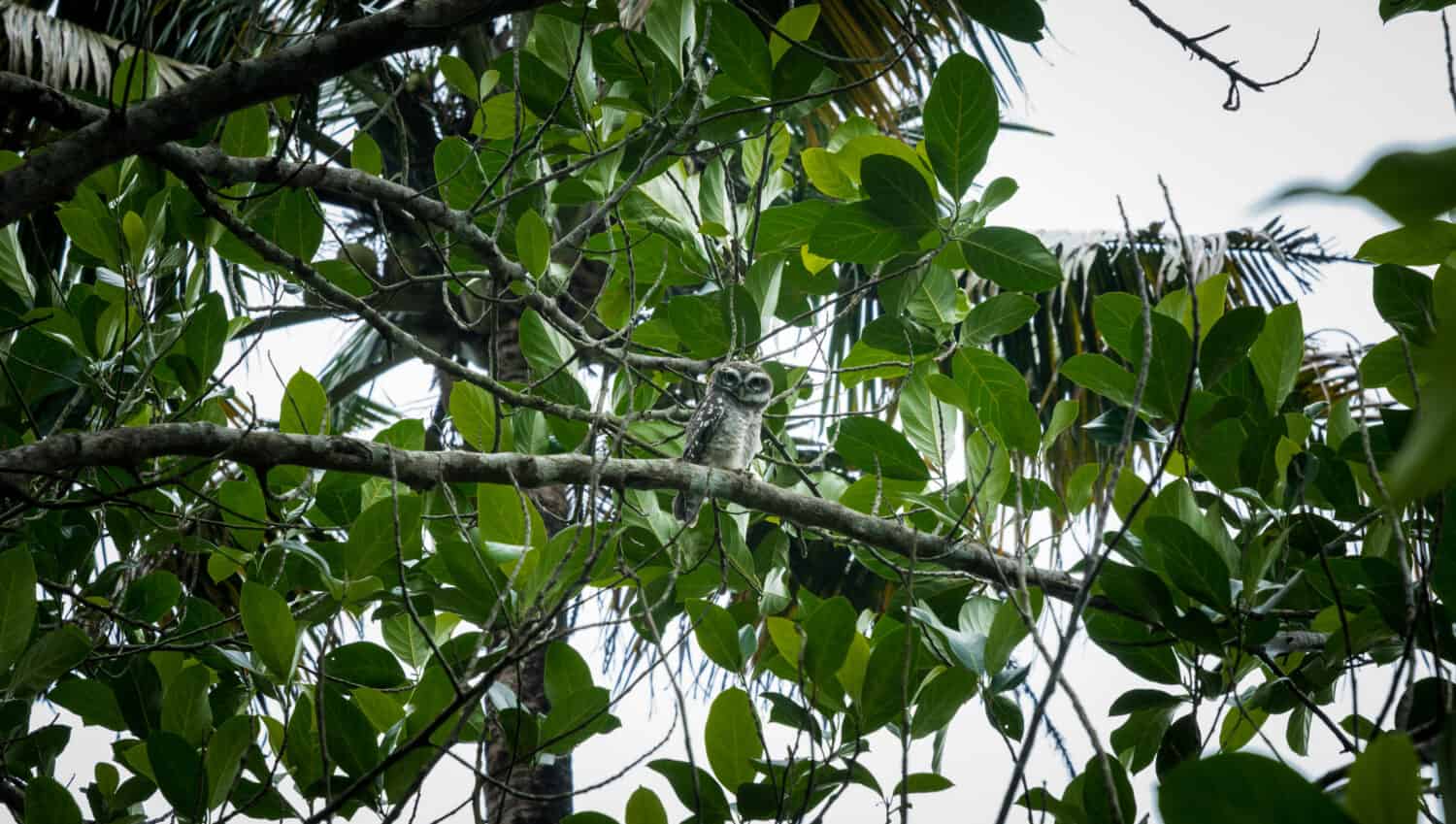 La civetta delle foreste (Athene blewitti) è una civetta endemica delle foreste dell'India centrale.  Questo uccello è sull'orlo dell'estinzione.  La civetta della foresta resta in grave pericolo di estinzione,