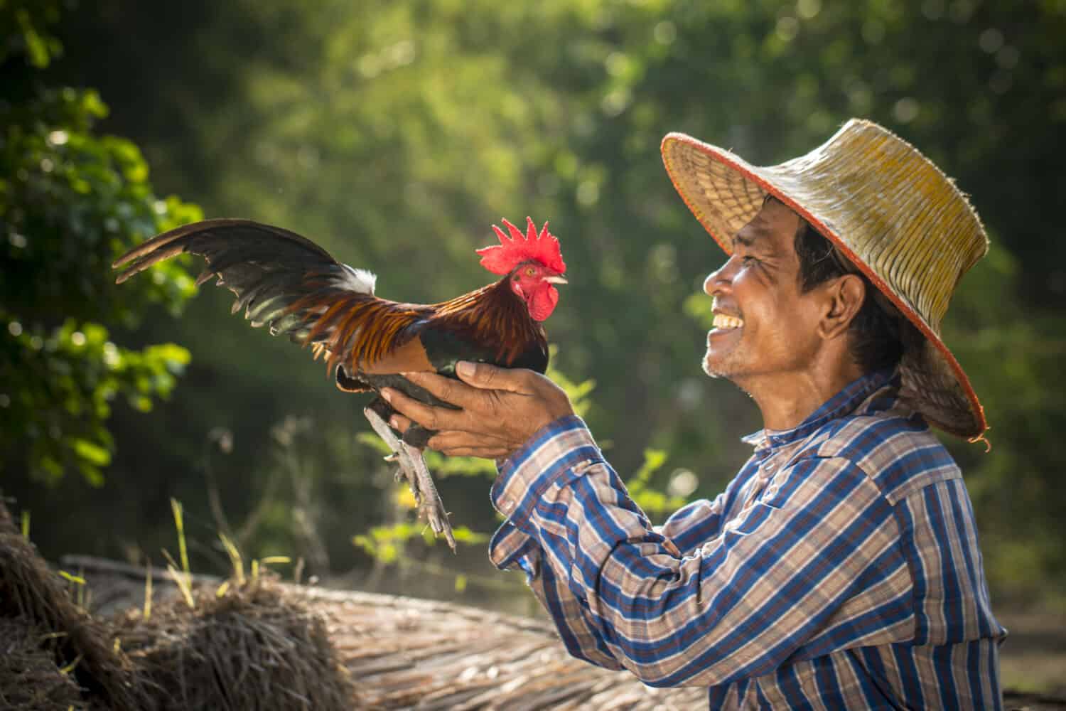 Un felice agricoltore tailandese e il suo posatoio.