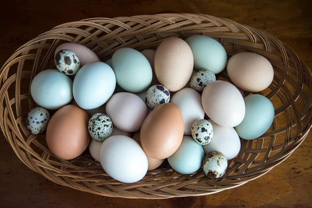 uova di gallina di pollo multicolori e uova di quaglia maculate in un cestino sul tavolo di legno