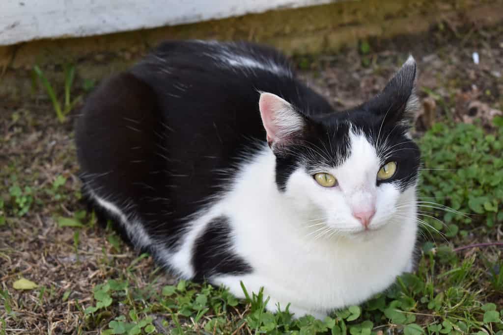 Gatto bianco e nero seduto nell'erba guardando la telecamera, gatto con motivo di pelliccia a forma di cuore seduto