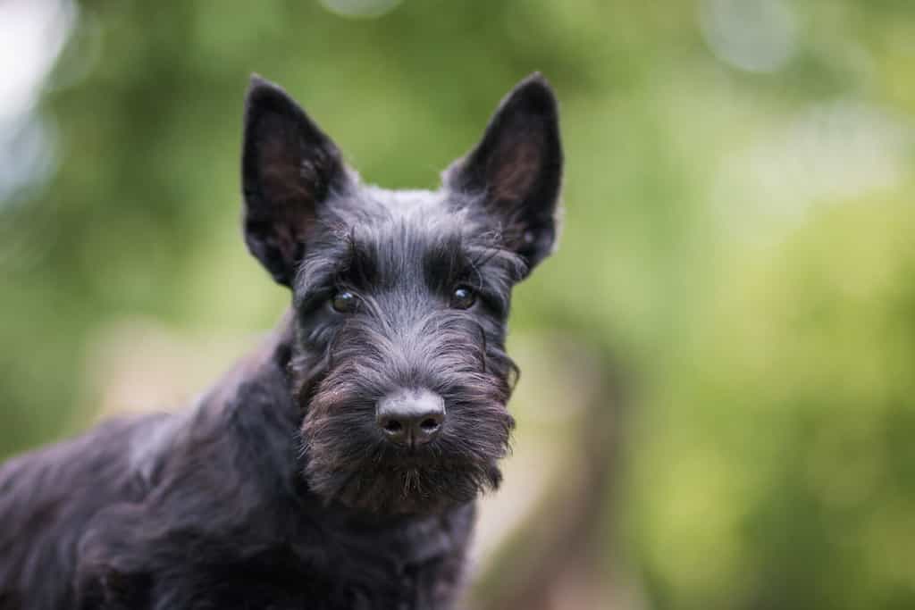 Cucciolo di terrier scozzese nero in posa all'aperto in estate.  Bambino giovane e carino di terrier.