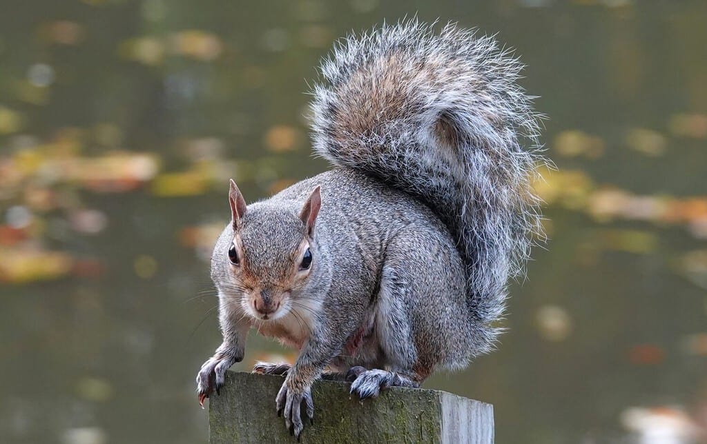 Uno scoiattolo grigio con una coda folta appollaiata su un palo da recinzione su uno sfondo sfocato.