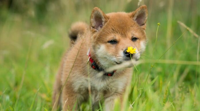 Cucciolo di Shiba Inu che annusa un fiore