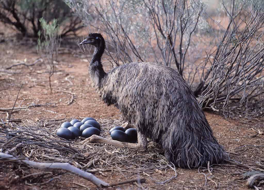 Emu maschio seduto su un nido di uova.Australia